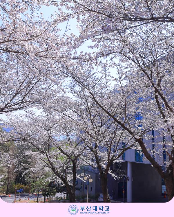 '[PNU_PHOTO] 벛꽃 캠퍼스'