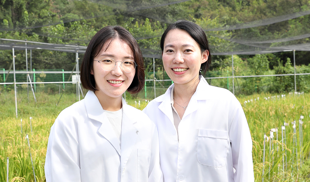 Rice pollen-specific OsRALF17 and OsRALF19 are essential for pollen tube growth