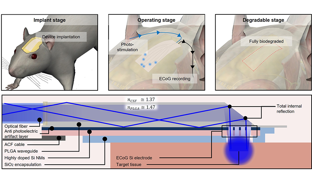 'Fully Bioresorbable Hybrid Opto-Electronic Neural Implant System for Simultaneous Electrophysiological Recording and Optogenetic Stimulation'