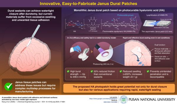 'Developing Light-Activated Tissue Adhesive Patch for Rapid, Watertight Neurosurgical Sealing'의 첨부파일 이미지