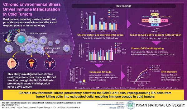 'Uncovering How Chronic Environmental Stress Drives Immune Dysfunction in Cold Tumors '의 첨부파일 이미지