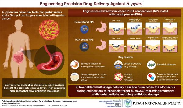 'Pusan National University Develops Smart Nanoparticles That Deliver Antibiotics Directly to H. pylori'의 첨부파일 이미지