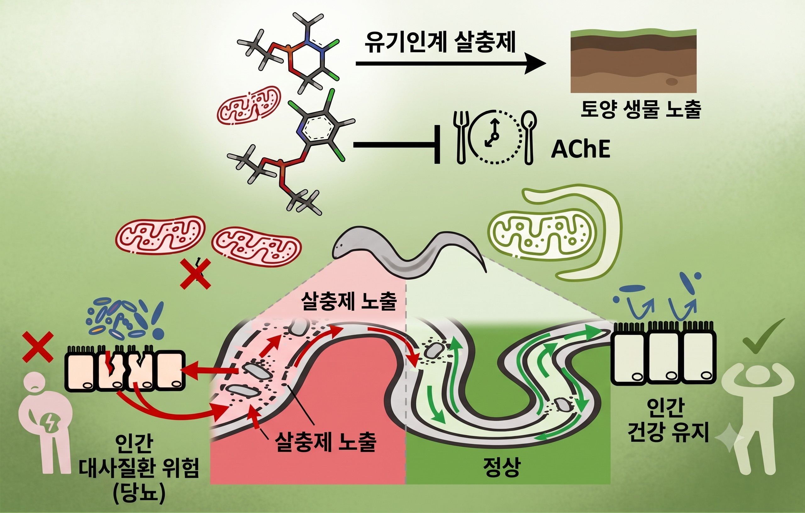 'Environmental acetylcholinesterase blockade impairs conserved gut-metabolic resilience in a soil nematode sentinel'